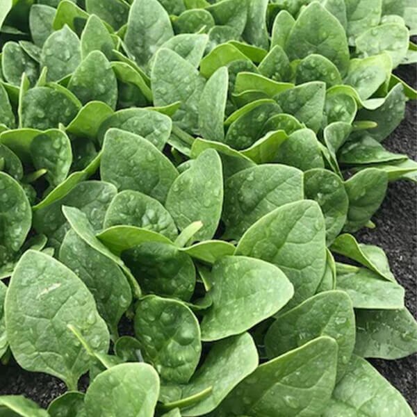 Spinach Seeds Seaside F1